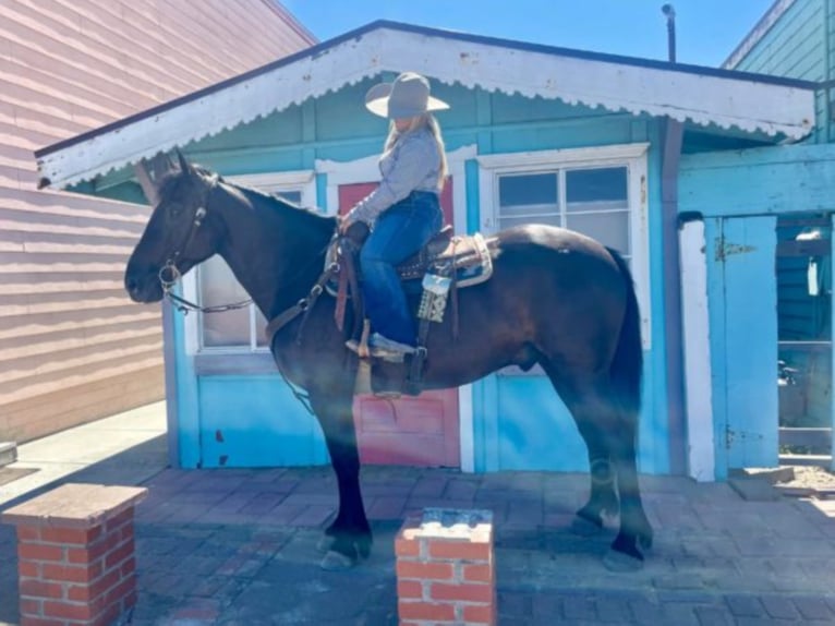 Draft Horse Castrone 12 Anni 152 cm Morello in Bitterwater CA