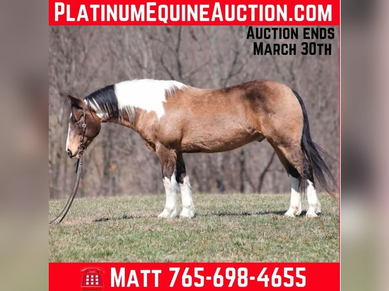 Draft Horse Castrone 12 Anni 155 cm Pelle di daino in Brodhead, KY