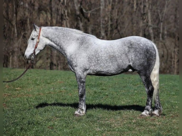 Draft Horse Castrone 12 Anni 157 cm Grigio pezzato in Mount Vernon
