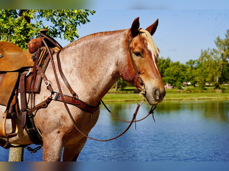 Draft Horse Mix Castrone 12 Anni 157 cm Roano rosso in Corsica, SD