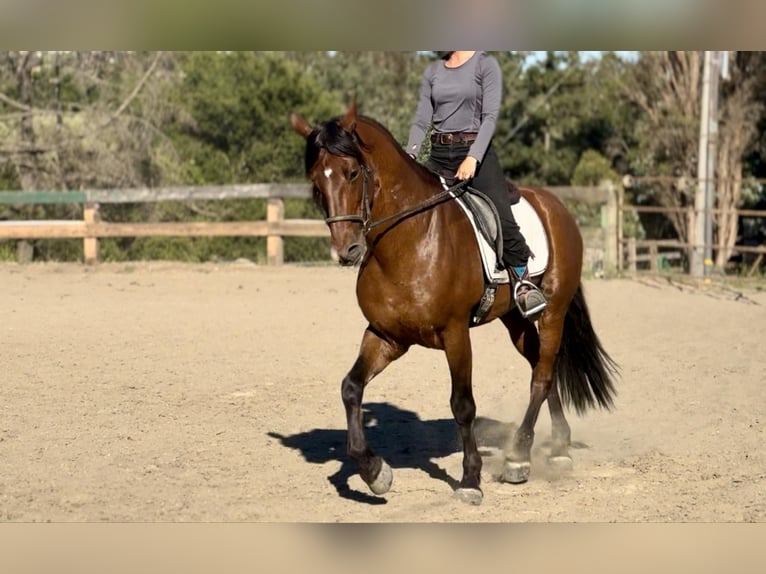 Draft Horse Castrone 12 Anni 160 cm Baio ciliegia in Bitterwater CA