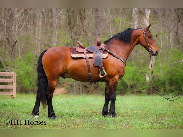 Draft Horse Castrone 12 Anni 160 cm Baio ciliegia in Flemingsburg KY