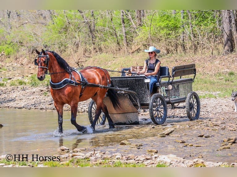 Draft Horse Castrone 12 Anni 160 cm Baio ciliegia in Flemingsburg KY