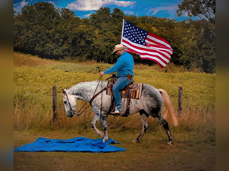 Draft Horse Castrone 12 Anni 160 cm Grigio pezzato in Charlotte IA