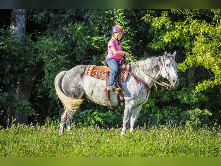 Draft Horse Castrone 12 Anni 160 cm Grigio pezzato in Charlotte IA