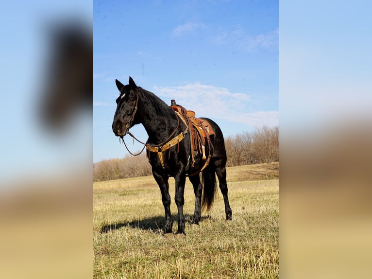 Draft Horse Mix Castrone 12 Anni 160 cm Morello in Valley Springs