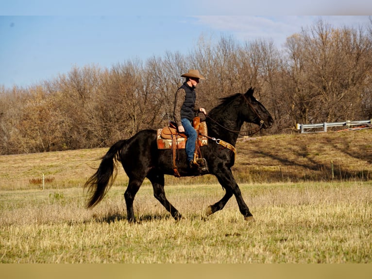 Draft Horse Mix Castrone 12 Anni 160 cm Morello in Valley Springs