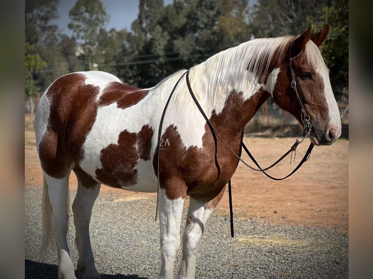 Draft Horse Castrone 12 Anni 160 cm Tobiano-tutti i colori in Lincoln CA