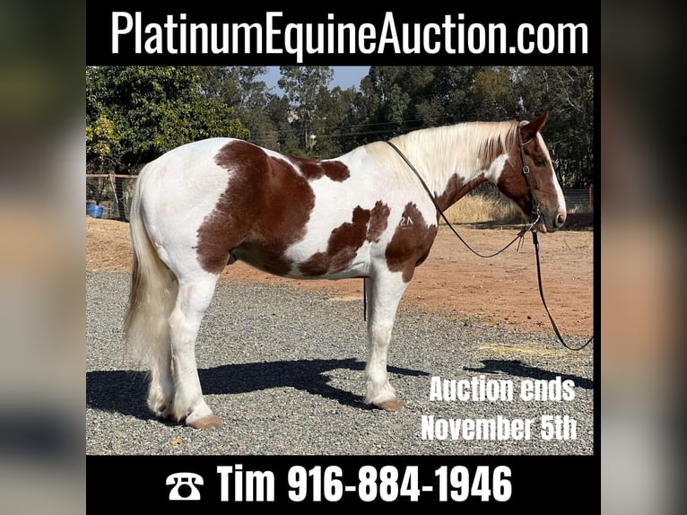 Draft Horse Castrone 12 Anni 160 cm Tobiano-tutti i colori in Lincoln CA