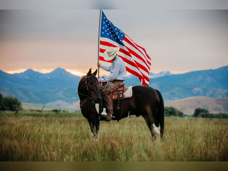 Draft Horse Mix Castrone 12 Anni 162 cm Tobiano-tutti i colori in Heber CityHeber