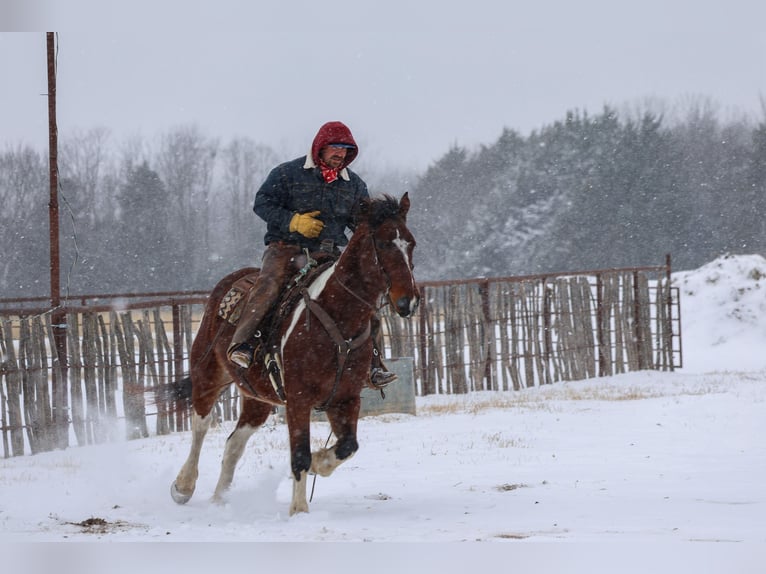 Draft Horse Mix Castrone 12 Anni 163 cm Pezzato in Ripley