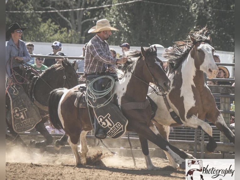 Draft Horse Mix Castrone 12 Anni 163 cm Pezzato in Ripley
