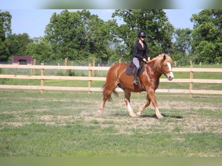 Draft Horse Castrone 12 Anni 163 cm Sauro scuro in Howell, Mi