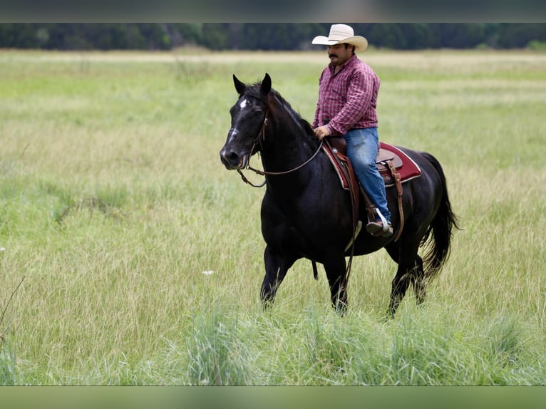 Draft Horse Castrone 12 Anni 168 cm Morello in STEPHENVILLE, TX