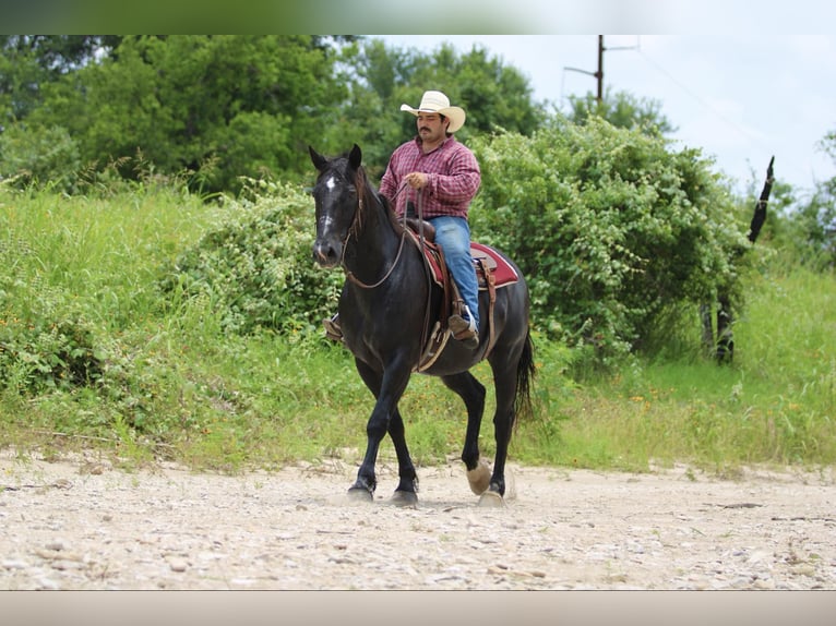 Draft Horse Castrone 12 Anni 168 cm Morello in STEPHENVILLE, TX