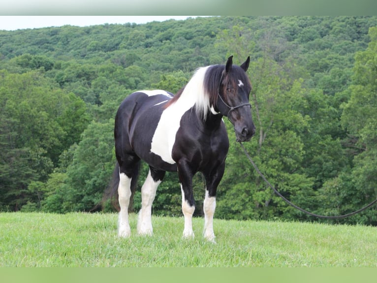 Draft Horse Castrone 12 Anni 168 cm in Millerstown, PA