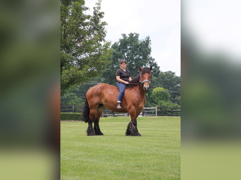 Draft Horse Castrone 12 Anni 178 cm Baio ciliegia in Highland, MI