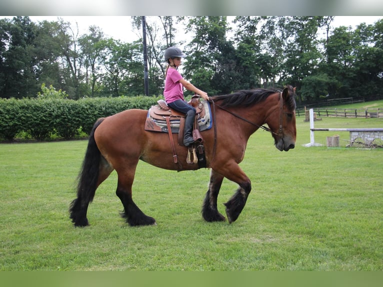 Draft Horse Castrone 12 Anni 178 cm Baio ciliegia in Highland, MI