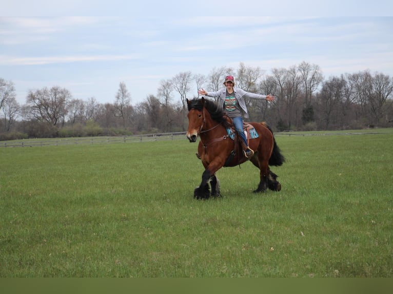 Draft Horse Castrone 12 Anni 178 cm Baio ciliegia in Highland, MI