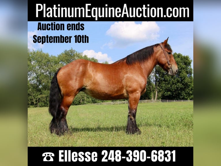 Draft Horse Castrone 12 Anni 178 cm Baio ciliegia in Highland, MI