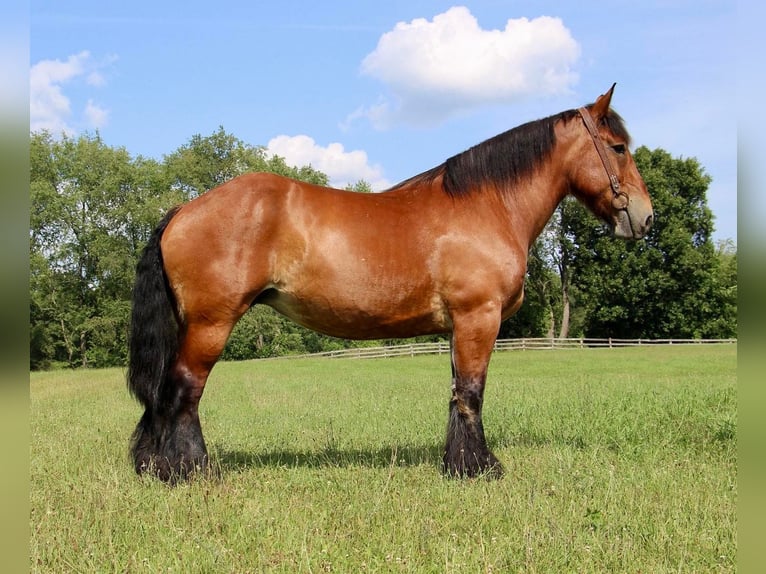 Draft Horse Castrone 12 Anni 178 cm Baio ciliegia in Highland, MI