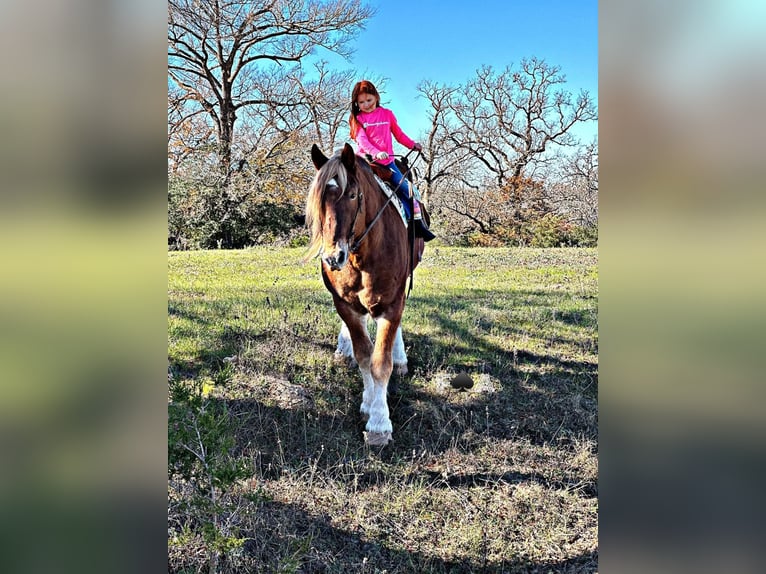 Draft Horse Castrone 12 Anni 178 cm Sauro ciliegia in Breckenridge TX