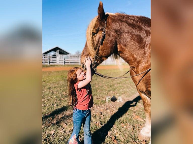 Draft Horse Castrone 12 Anni 178 cm Sauro ciliegia in Breckenridge TX