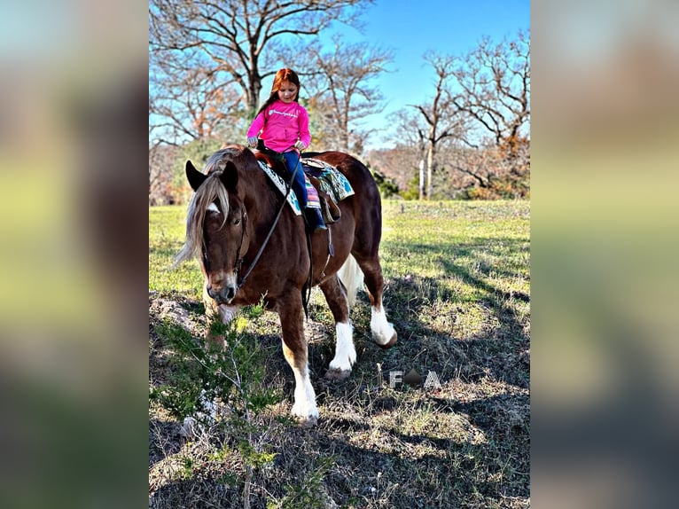 Draft Horse Castrone 12 Anni 178 cm Sauro ciliegia in Breckenridge TX