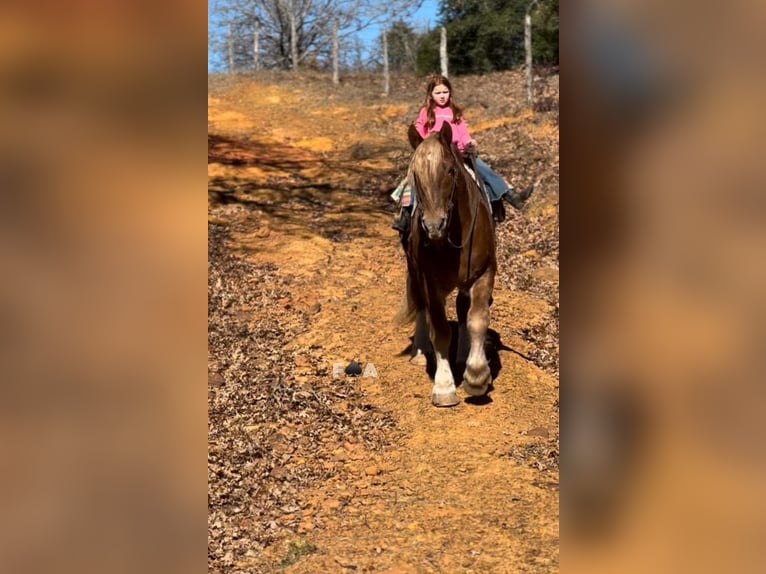 Draft Horse Castrone 12 Anni 178 cm Sauro ciliegia in Breckenridge TX