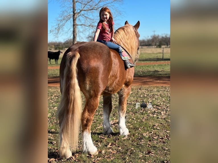 Draft Horse Castrone 12 Anni 178 cm Sauro ciliegia in Breckenridge TX