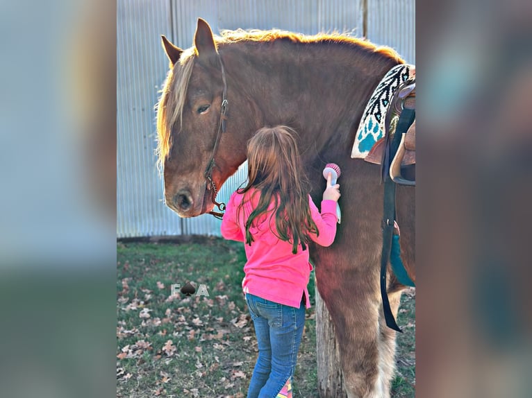 Draft Horse Castrone 12 Anni 178 cm Sauro ciliegia in Breckenridge TX