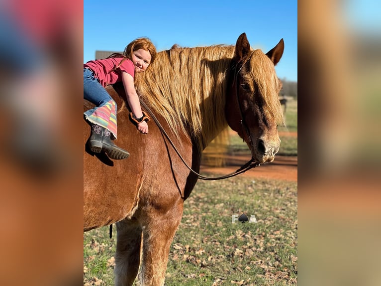 Draft Horse Castrone 12 Anni 178 cm Sauro ciliegia in Breckenridge TX