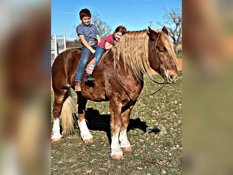 Draft Horse Castrone 12 Anni 178 cm Sauro ciliegia in Breckenridge TX