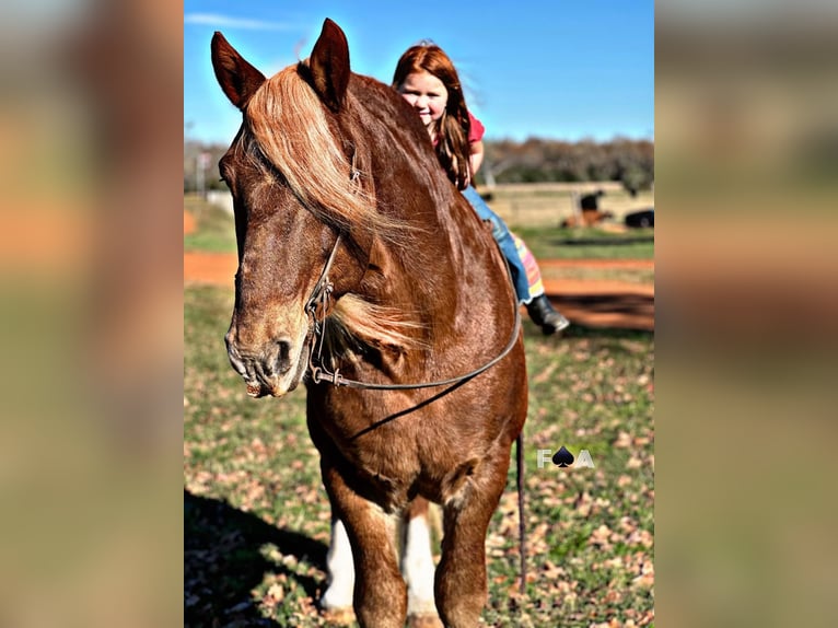 Draft Horse Castrone 12 Anni 178 cm Sauro ciliegia in Breckenridge TX