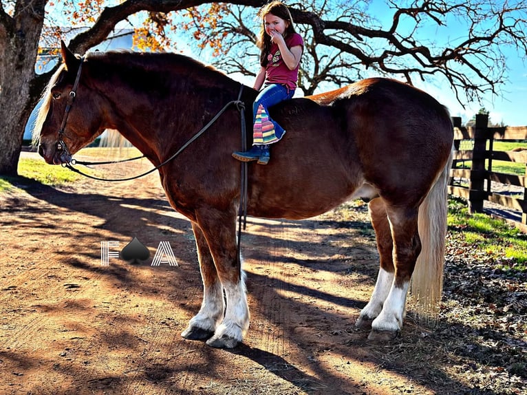 Draft Horse Castrone 12 Anni 178 cm Sauro ciliegia in Breckenridge TX