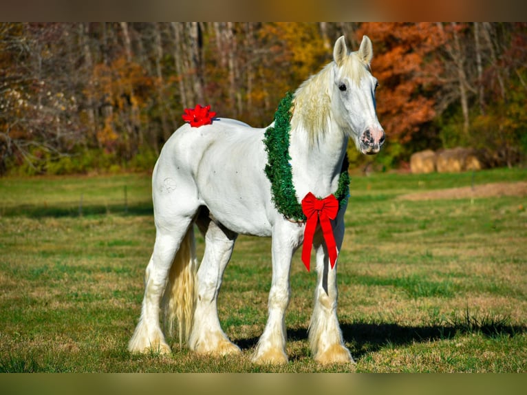 Draft Horse Castrone 12 Anni 183 cm Bianco in Ewing KY