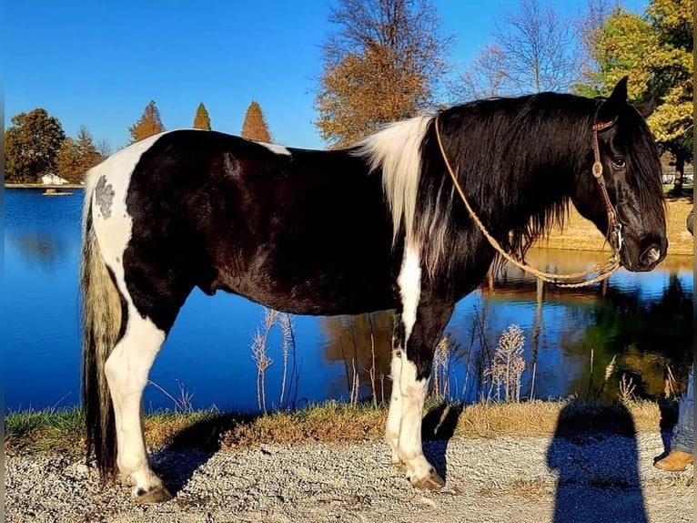 Draft Horse Mix Castrone 12 Anni in Robards, KY