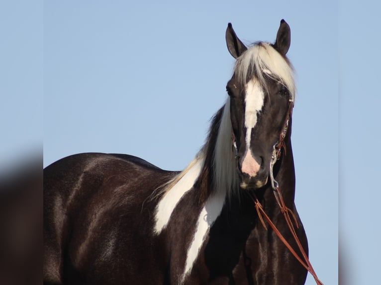 Draft Horse Castrone 13 Anni 152 cm Tobiano-tutti i colori in Mount vernon Ky