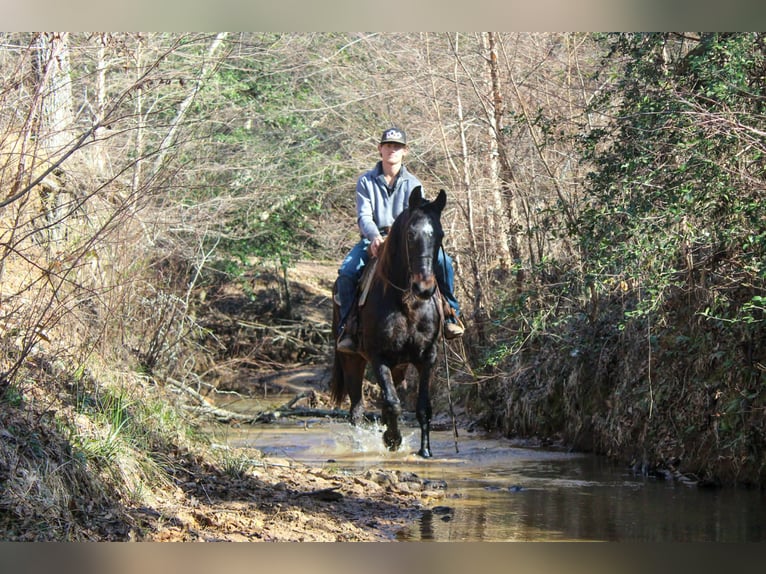 Draft Horse Castrone 13 Anni 155 cm Baio ciliegia in Cushing