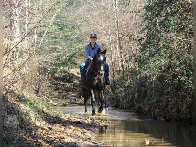Draft Horse Castrone 13 Anni 155 cm Baio ciliegia in Cushing