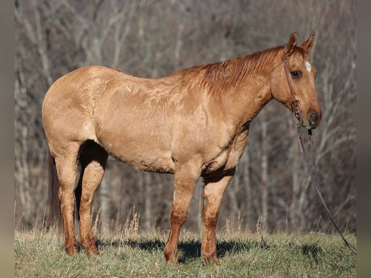 Draft Horse Castrone 13 Anni 155 cm Falbo in Brodhead KY
