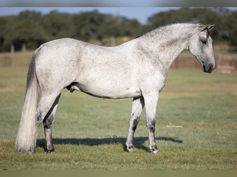 Draft Horse Mix Castrone 13 Anni 160 cm Grigio in Weatherford