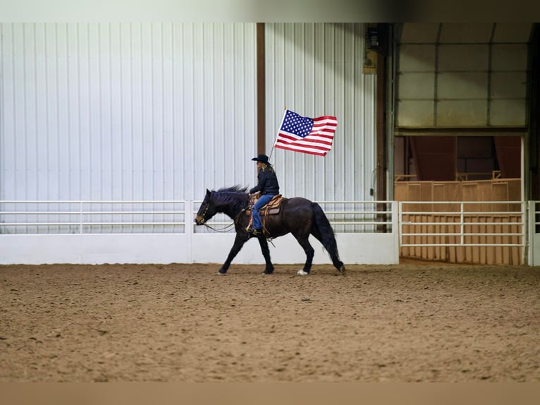 Draft Horse Mix Castrone 13 Anni 163 cm Baio ciliegia in Kaufman, TX