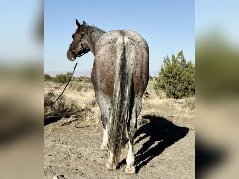 Draft Horse Mix Castrone 13 Anni 163 cm Baio roano in Phelan