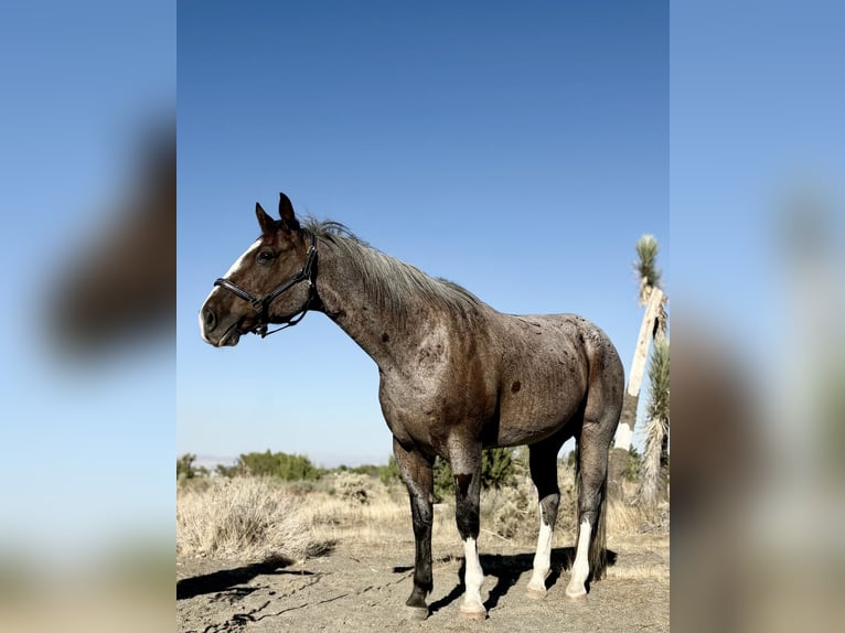 Draft Horse Mix Castrone 13 Anni 163 cm Baio roano in Phelan