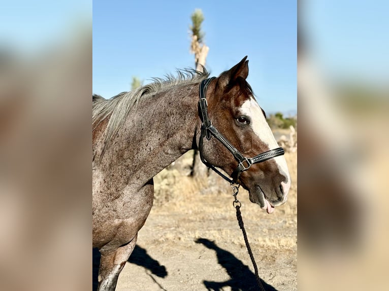 Draft Horse Mix Castrone 13 Anni 163 cm Baio roano in Phelan