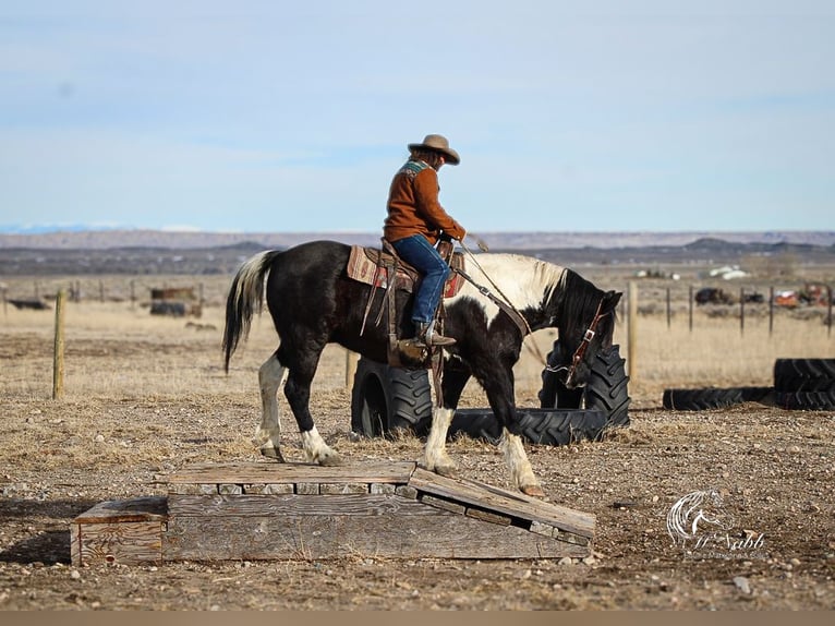 Draft Horse Mix Castrone 13 Anni 163 cm Tobiano-tutti i colori in Ranchester, WY