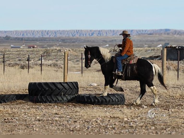 Draft Horse Mix Castrone 13 Anni 163 cm Tobiano-tutti i colori in Ranchester, WY