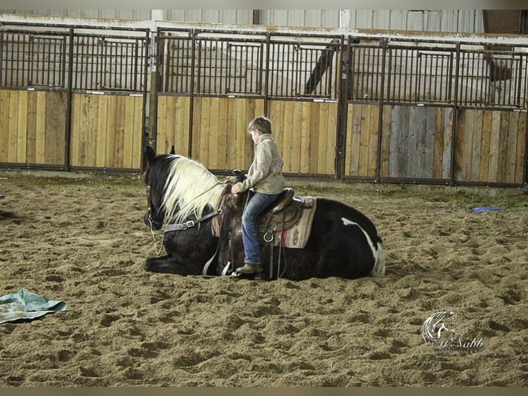 Draft Horse Mix Castrone 13 Anni 163 cm Tobiano-tutti i colori in Ranchester, WY