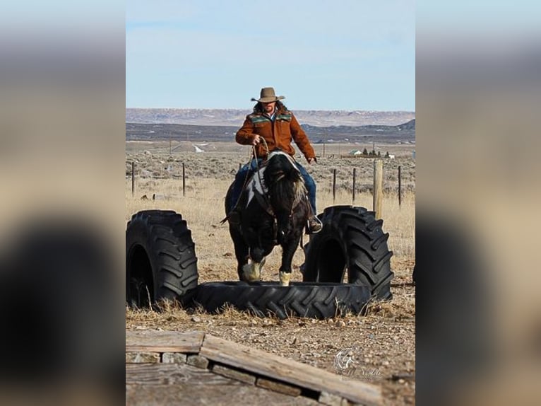 Draft Horse Mix Castrone 13 Anni 163 cm Tobiano-tutti i colori in Ranchester, WY
